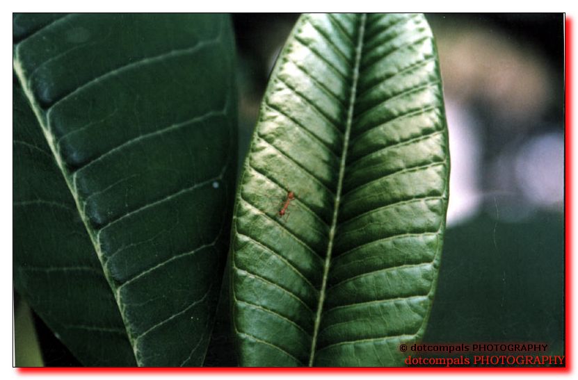 leaf-ant