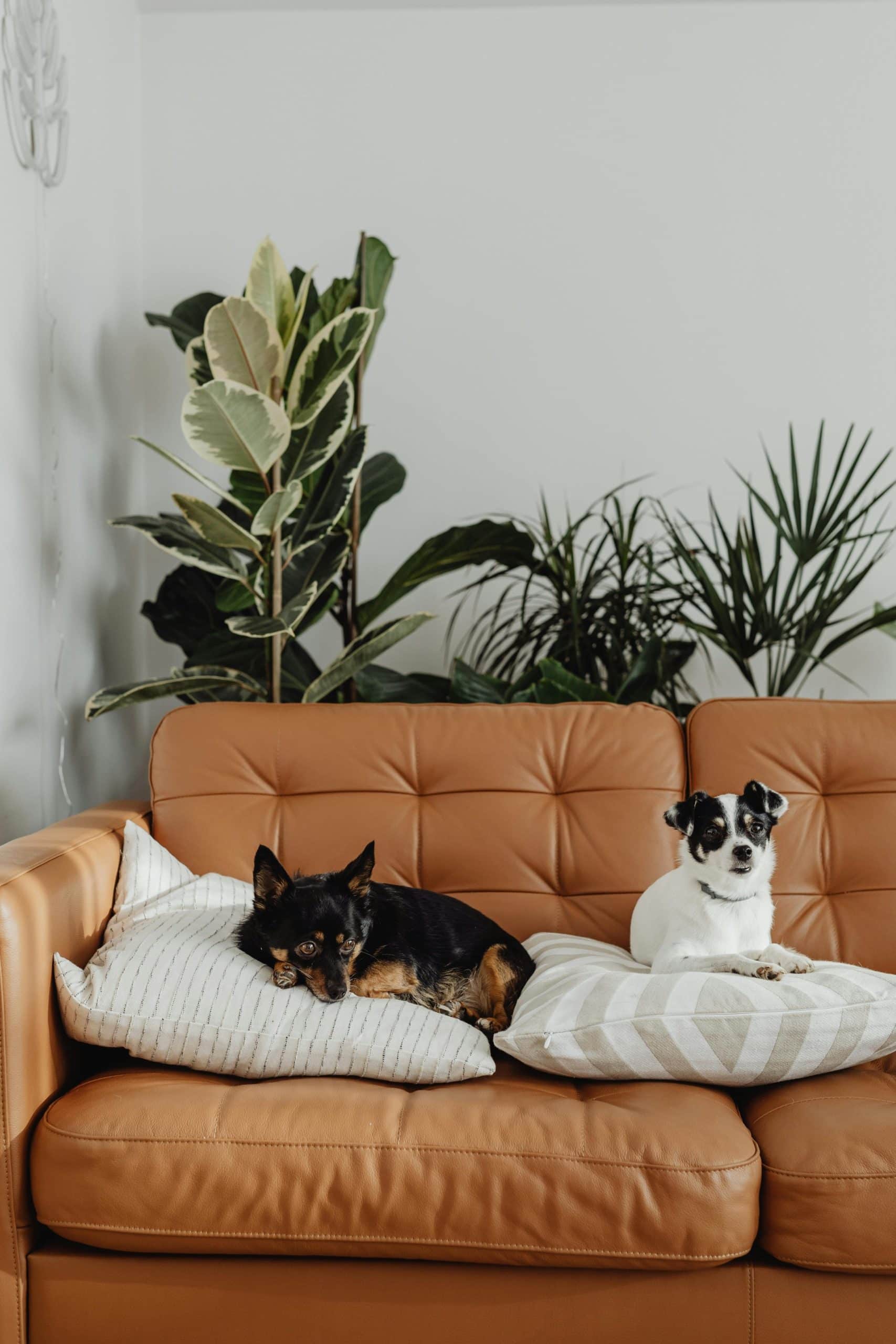 From Social Needs to Grooming: How Cats and Dogs Differ as Pets