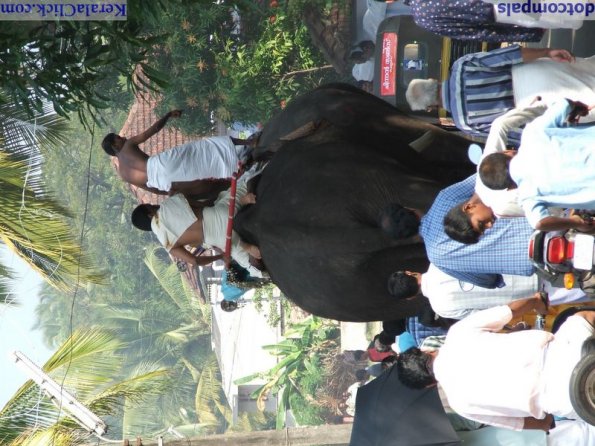 Guruvayur-Padmanabhan _21_