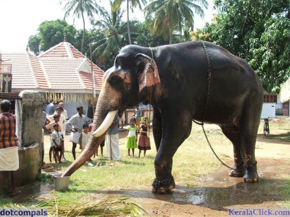Guruvayur-Padmanabhan _25_