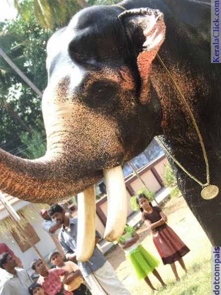 Guruvayur-Padmanabhan _26_