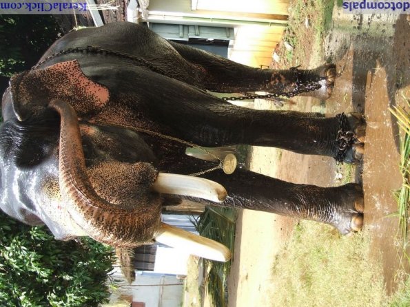 Guruvayur-Padmanabhan _27_