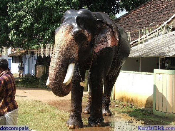 Guruvayur-Padmanabhan _29_