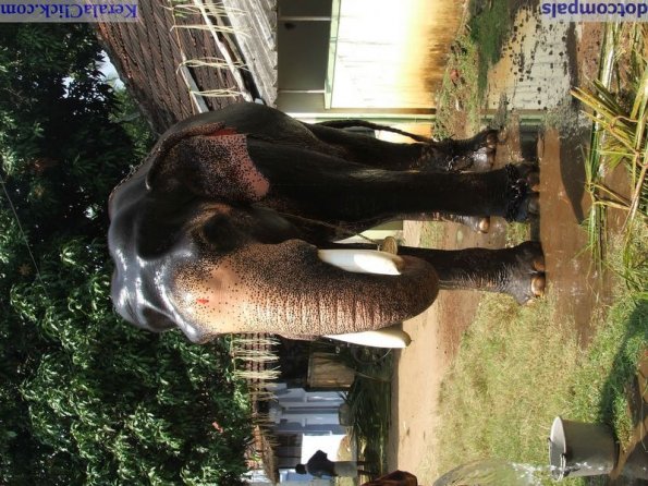 Guruvayur-Padmanabhan _30_
