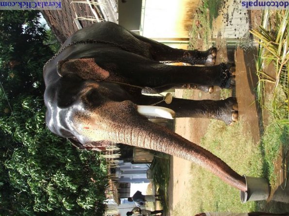 Guruvayur-Padmanabhan _31_