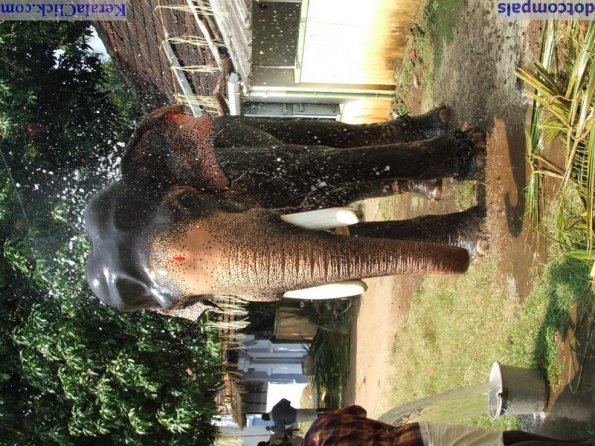Guruvayur-Padmanabhan _37_
