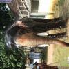 Guruvayur-Padmanabhan _38_