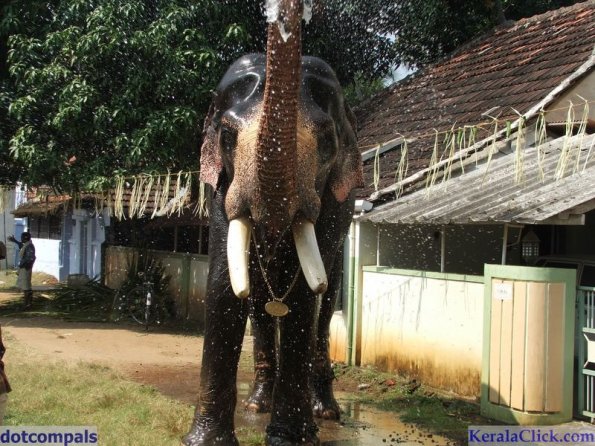 Guruvayur-Padmanabhan _39_