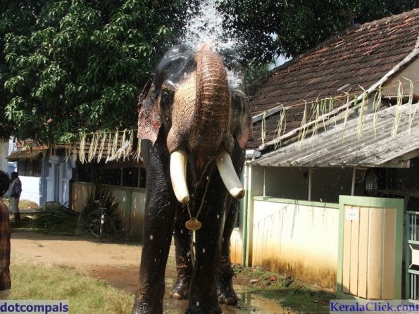 Guruvayur-Padmanabhan _41_