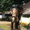 Guruvayur-Padmanabhan _43_