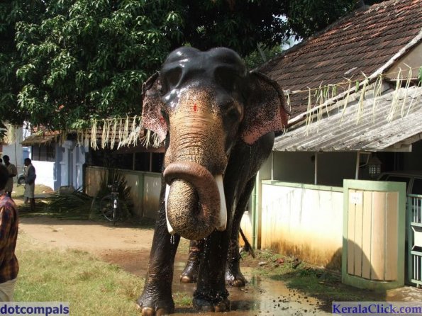 Guruvayur-Padmanabhan _43_
