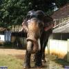 Guruvayur-Padmanabhan _44_