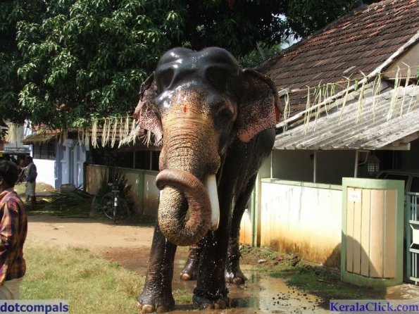 Guruvayur-Padmanabhan _44_