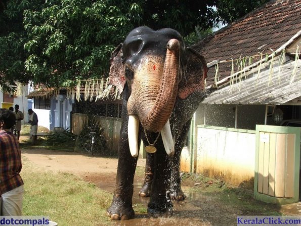 Guruvayur-Padmanabhan _45_