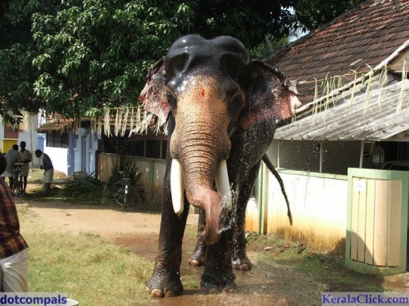 Guruvayur-Padmanabhan _46_