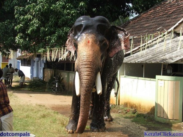 Guruvayur-Padmanabhan _47_