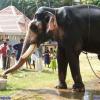 Guruvayur-Padmanabhan _48_