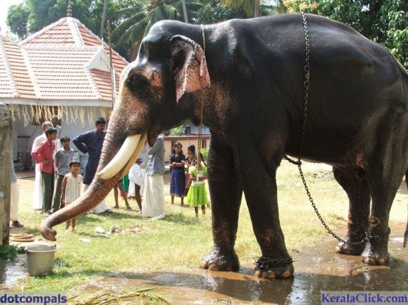 Guruvayur-Padmanabhan _48_