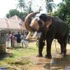 Guruvayur-Padmanabhan _49_