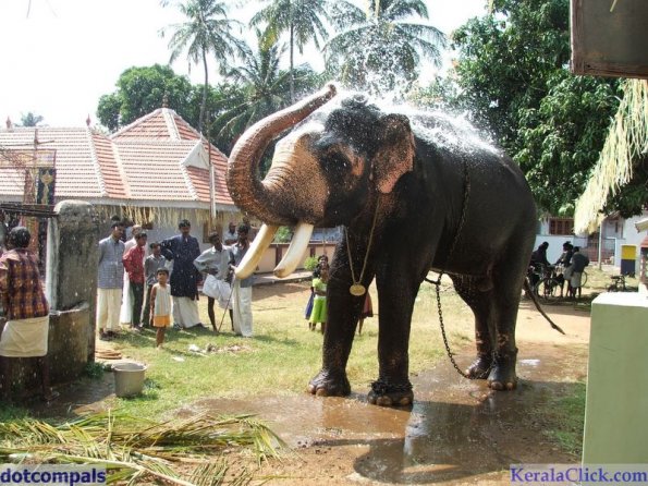 Guruvayur-Padmanabhan _50_