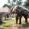 Guruvayur-Padmanabhan _51_