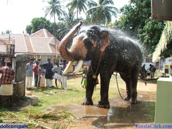 Guruvayur-Padmanabhan _51_