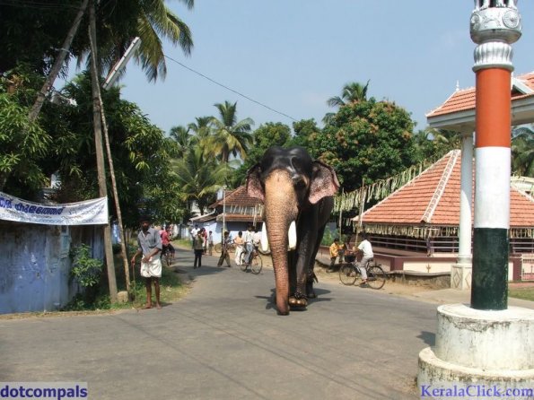 Guruvayur-Padmanabhan _53_