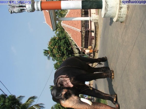 Guruvayur-Padmanabhan _54_