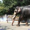 Guruvayur-Padmanabhan _55_