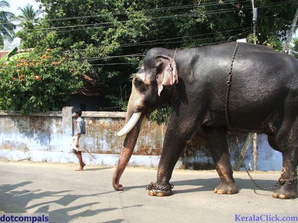 Guruvayur-Padmanabhan _55_