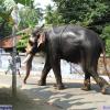 Guruvayur-Padmanabhan _56_