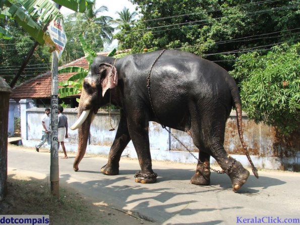 Guruvayur-Padmanabhan _56_
