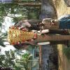 Guruvayur-Padmanabhan _60_
