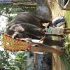 Guruvayur-Padmanabhan _61_