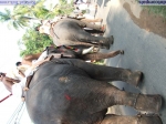 Guruvayur-Padmanabhan _14_