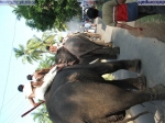 Guruvayur-Padmanabhan _17_