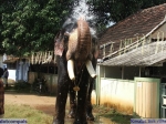 Guruvayur-Padmanabhan _41_