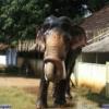 Guruvayur-Padmanabhan _43_