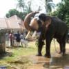 Guruvayur-Padmanabhan _49_