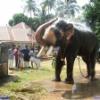 Guruvayur-Padmanabhan _50_