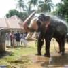 Guruvayur-Padmanabhan _51_