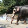 Guruvayur-Padmanabhan _55_