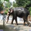 Guruvayur-Padmanabhan _56_