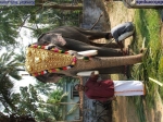 Guruvayur-Padmanabhan _59_