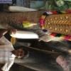 Guruvayur-Padmanabhan _5_