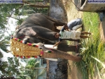 Guruvayur-Padmanabhan _61_