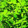 DSCF1474