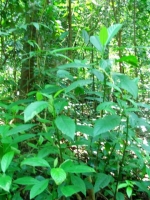 DSCF1465