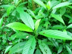 DSCF1470