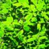 DSCF1474